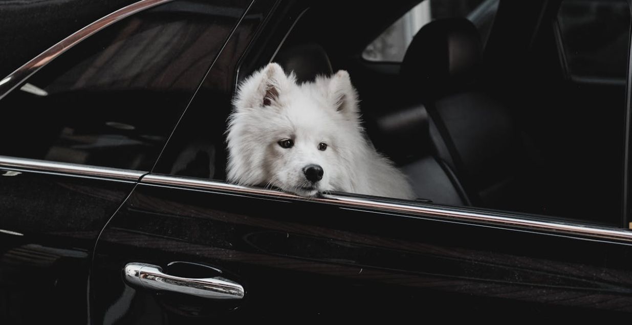 Spisak graničnih prelaza na kojima je dozvoljen prelazak sa ljubimcima