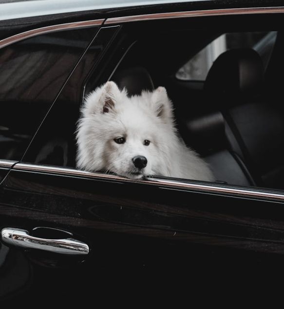 Spisak graničnih prelaza na kojima je dozvoljen prelazak sa ljubimcima